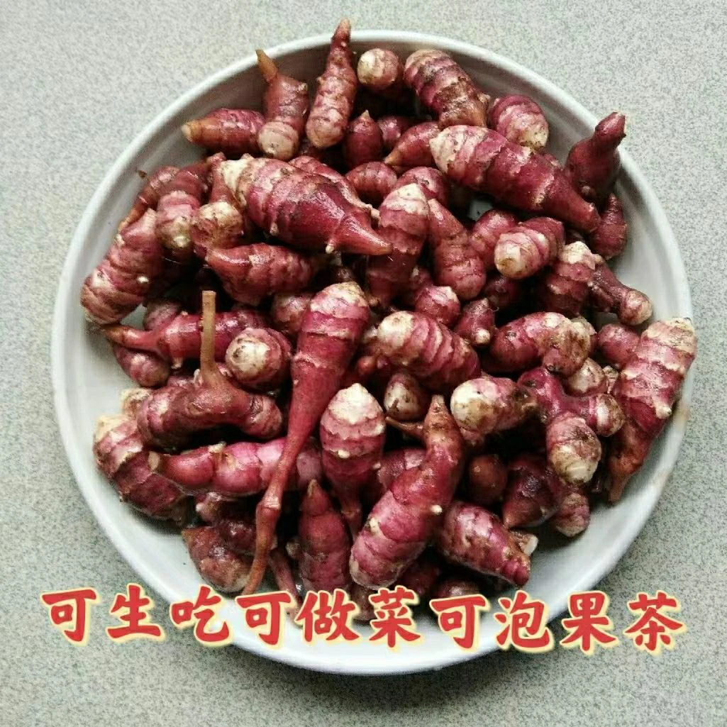 【鲜果胰岛果】可种植新鲜红果菊芋洋姜挖地环姜不辣种子