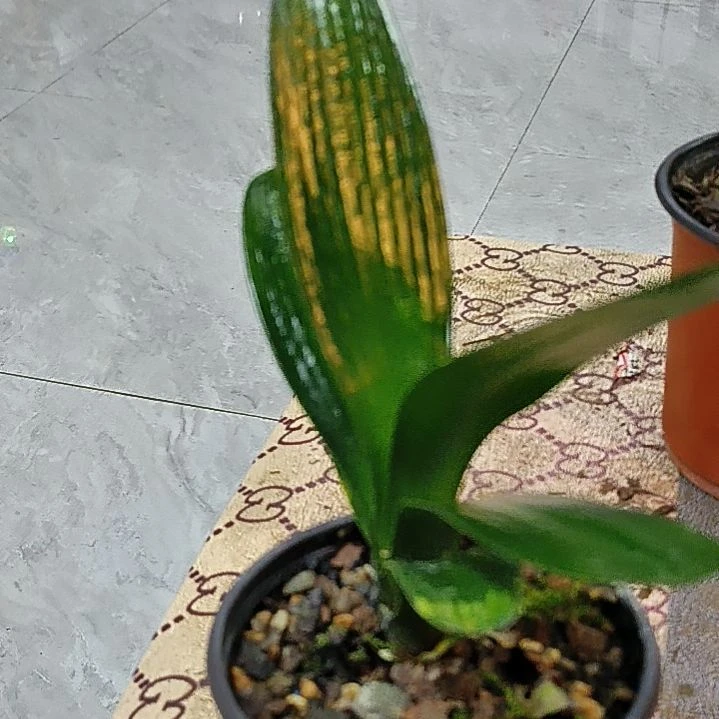 完全开放完全开放