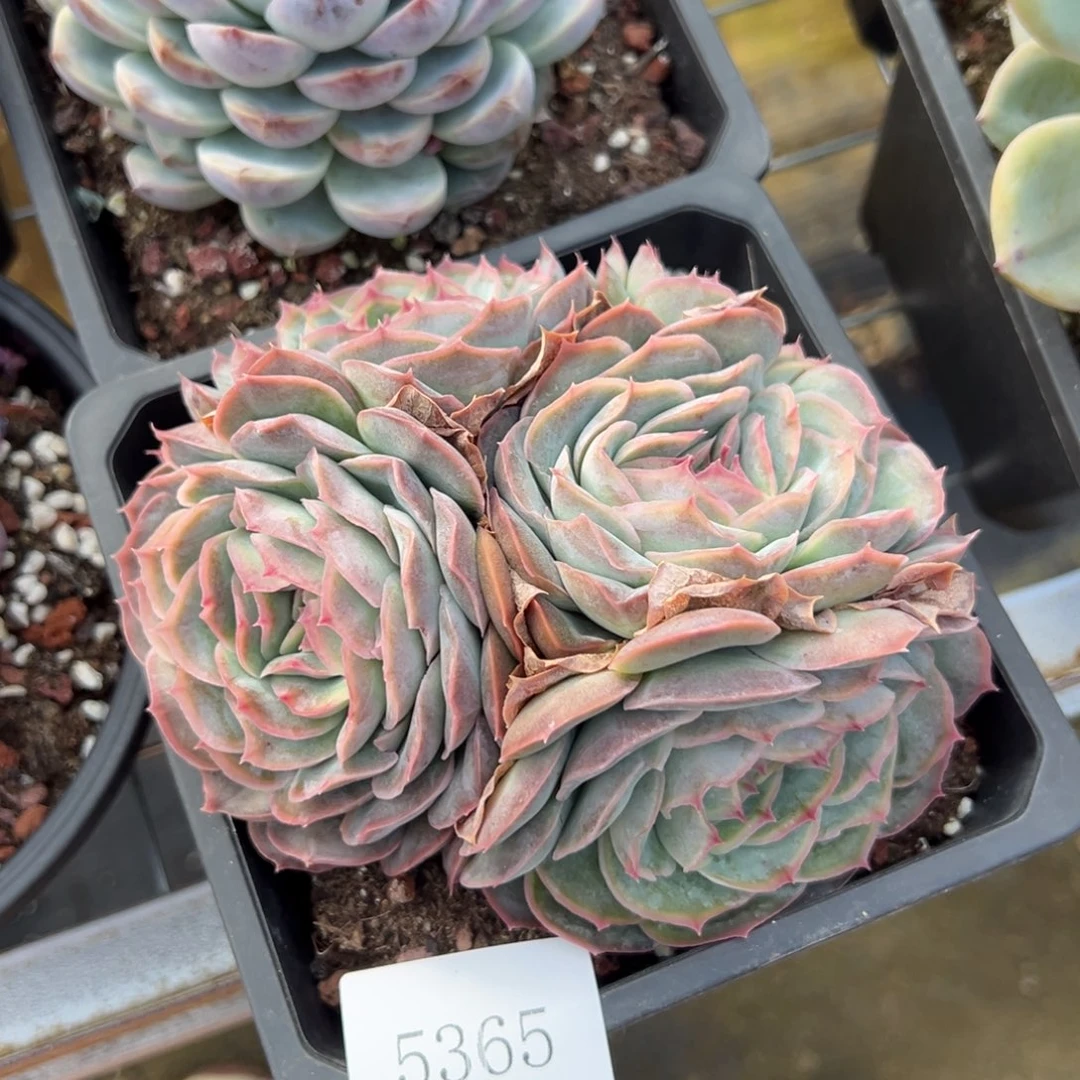 余*5365肉肉肉肉肉肉肉肉