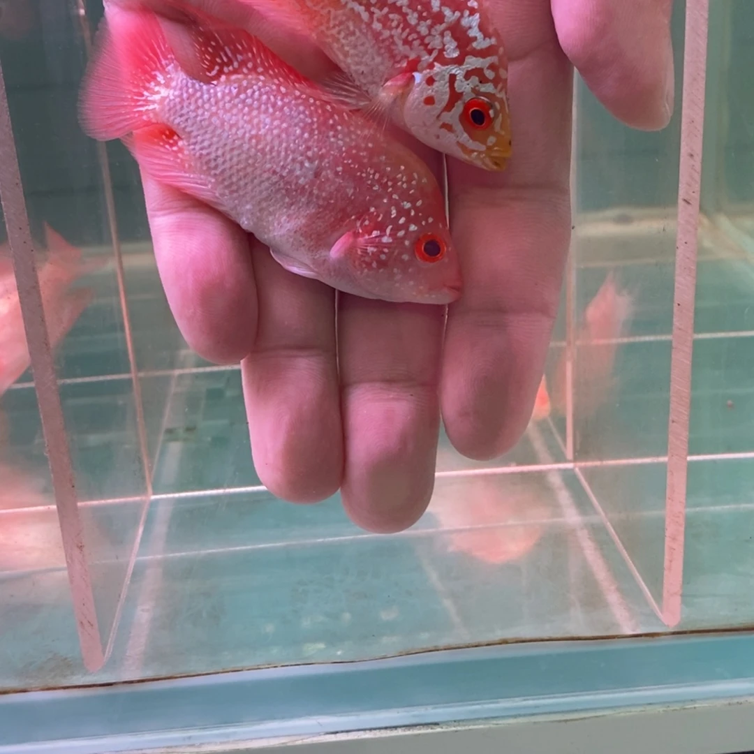梦***言罗汉鱼大发直播间专拍