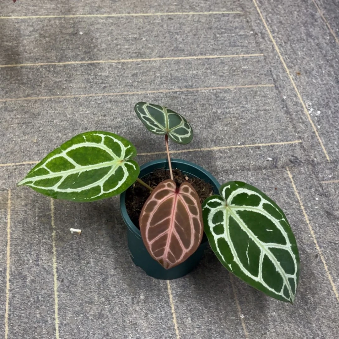 无花朵红水晶～。～～