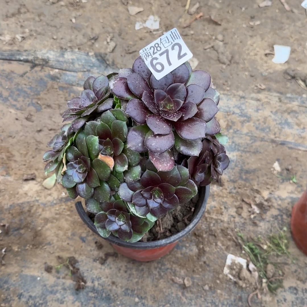 给**暖红玫瑰多肉672满28包邮断枝不包