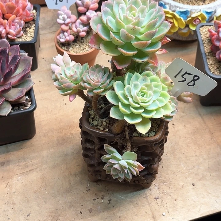 丽***多肉植物，哈密瓜158号