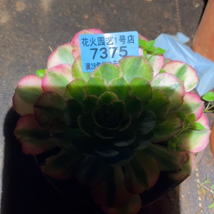 万白7375多肉植物