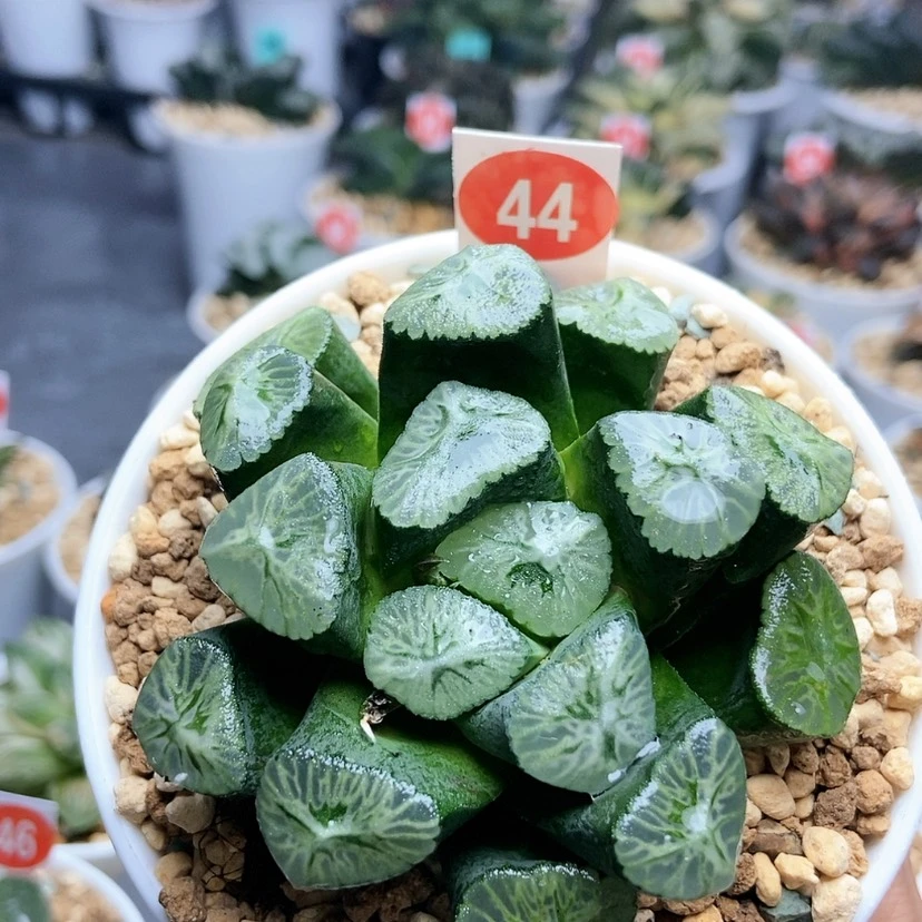 【闪购商品】44彩虹万象