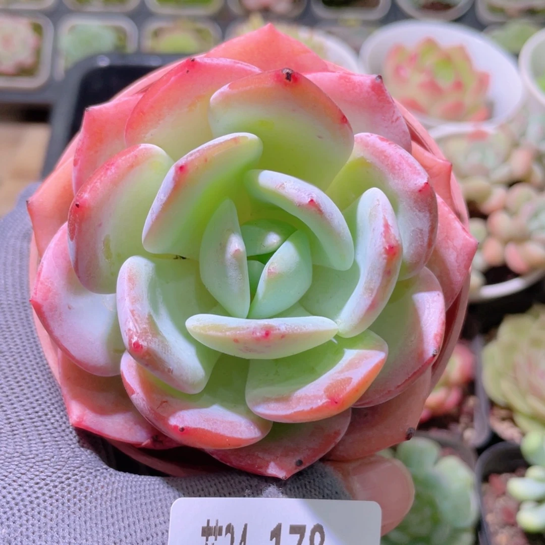 花利美24-178白月梦露