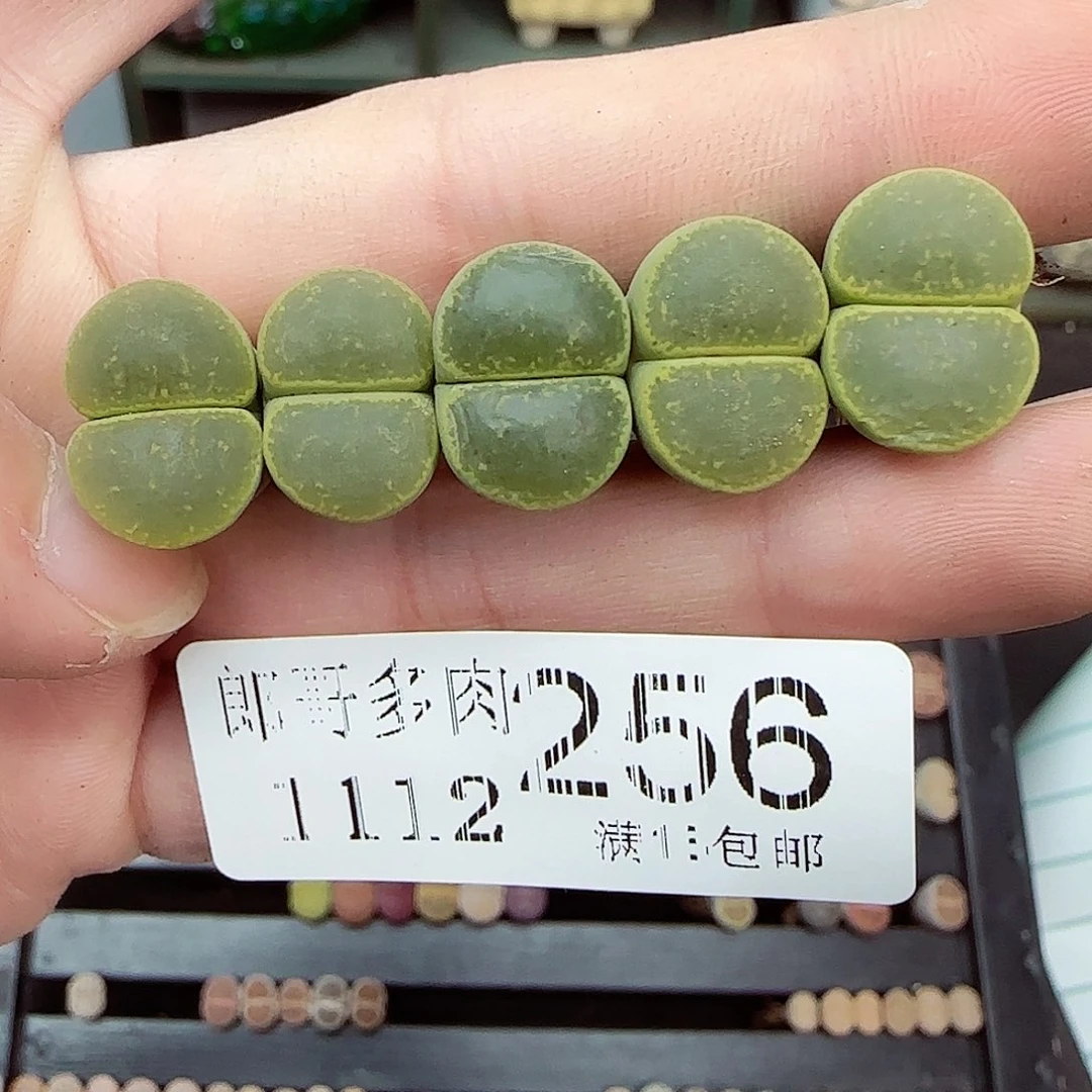 满满118包邮1112-256