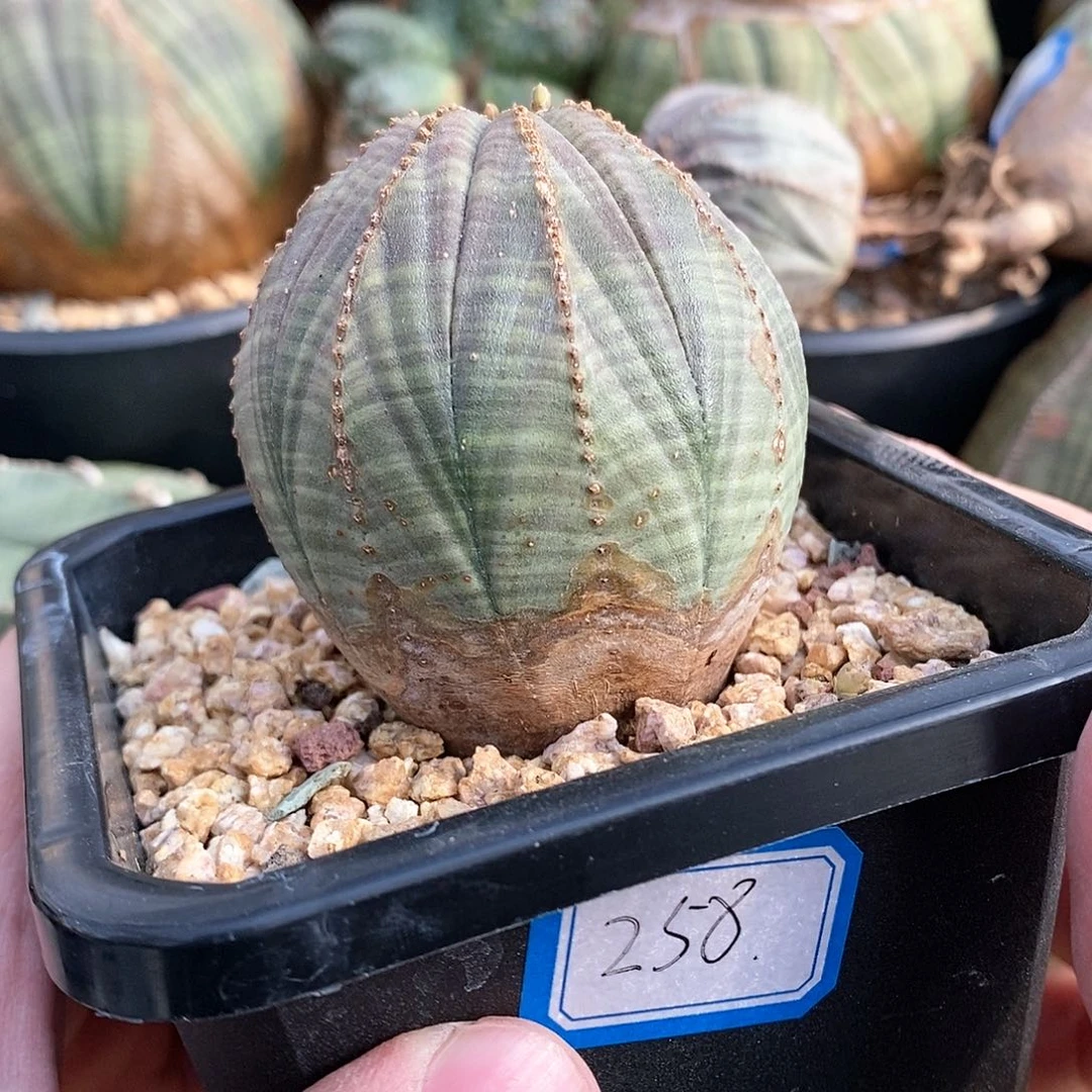 欧系实生布纹球多肉植物