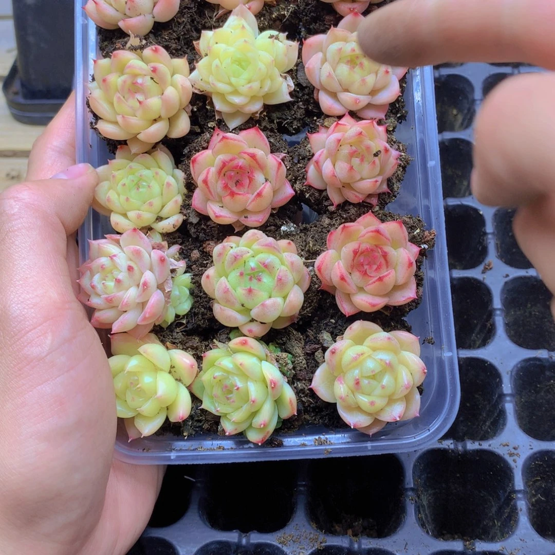 我要去看你了啊057