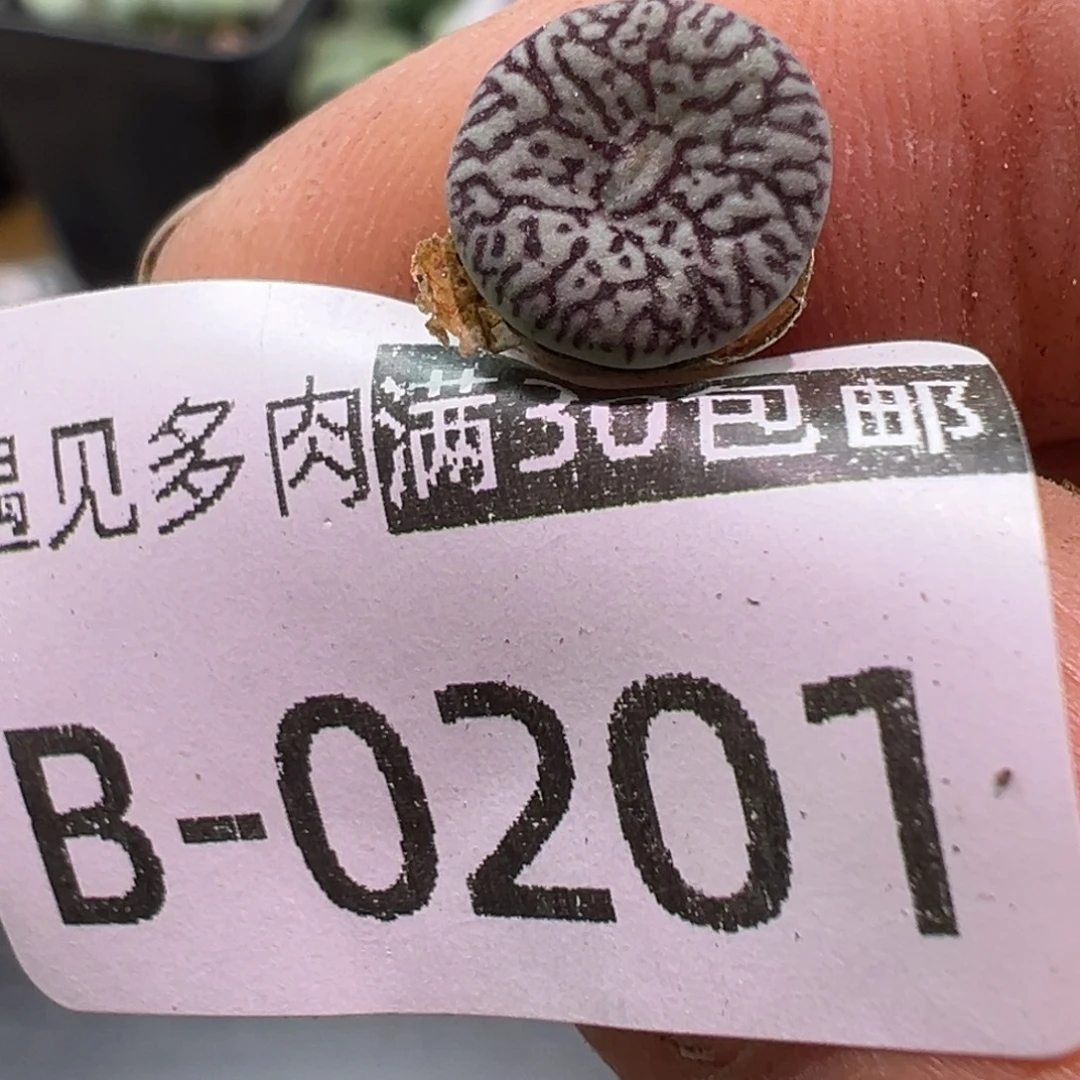 多肉植物111111111111