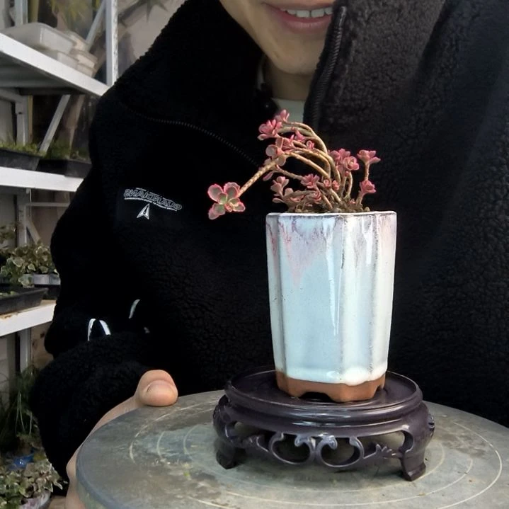 潇小盆景小植物一物一拍177