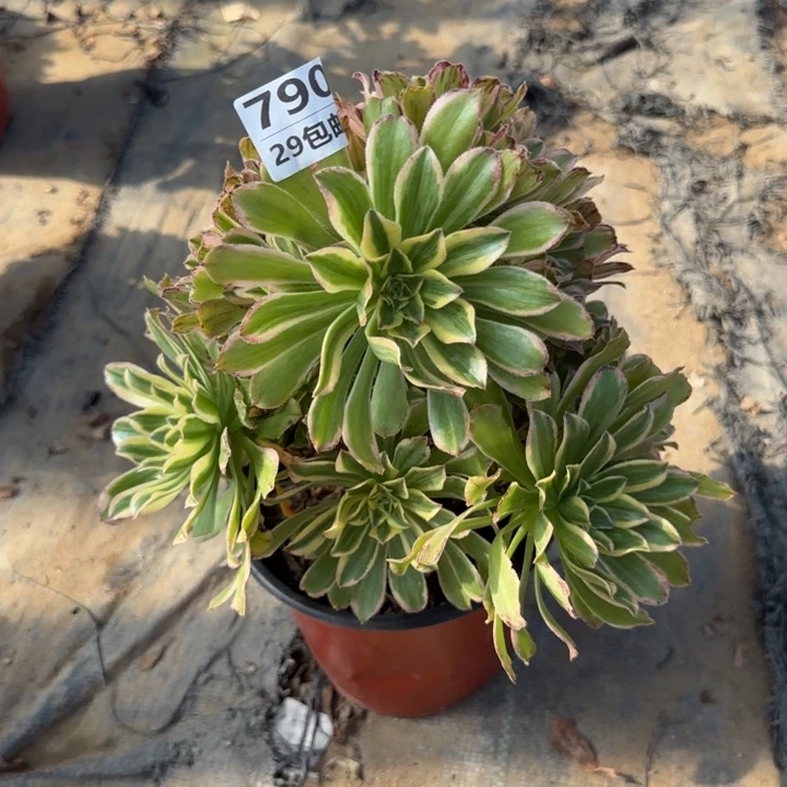 艳日伞……多肉植物……