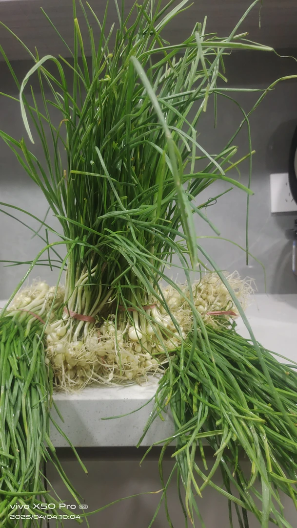 贵州高山自挖野葱（苦蒜）