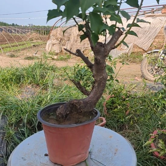 你***在无花朵梅花盆景精品造型