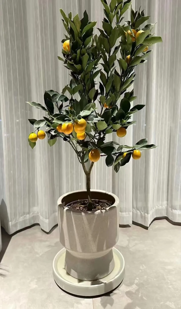 正宗#香水NM盆景#室内外绿植#阳台风景#盆栽地栽【一物一拍】