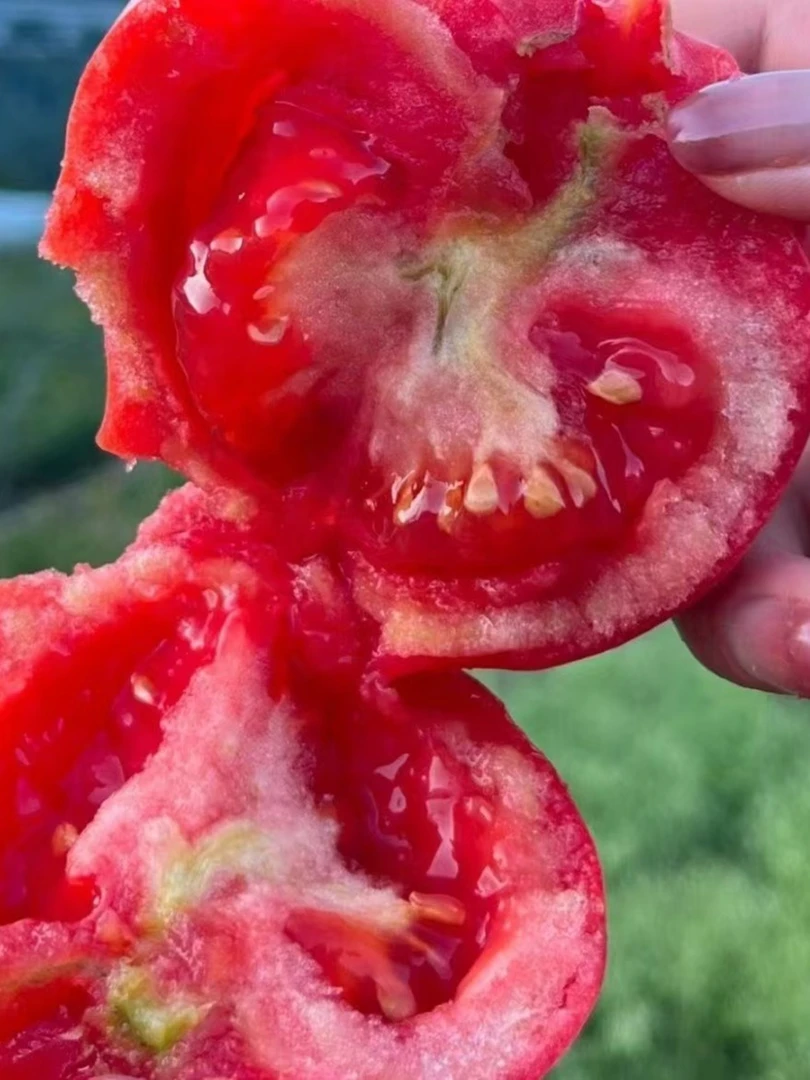 攀枝花现摘沙瓤番茄西红柿新鲜采摘粉果西红柿