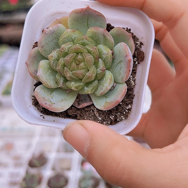 彩恋带盆多肉植物