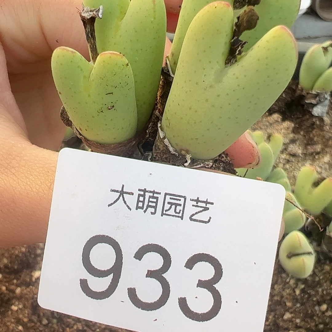 嵐***i一物一拍大枪×毛胖子933
