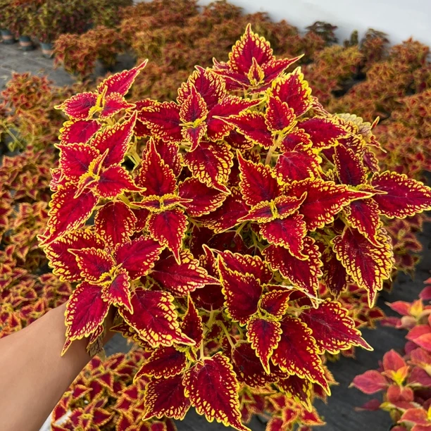 【两加仑彩叶草】四季长青室内室外盆景办公室客厅观叶植物