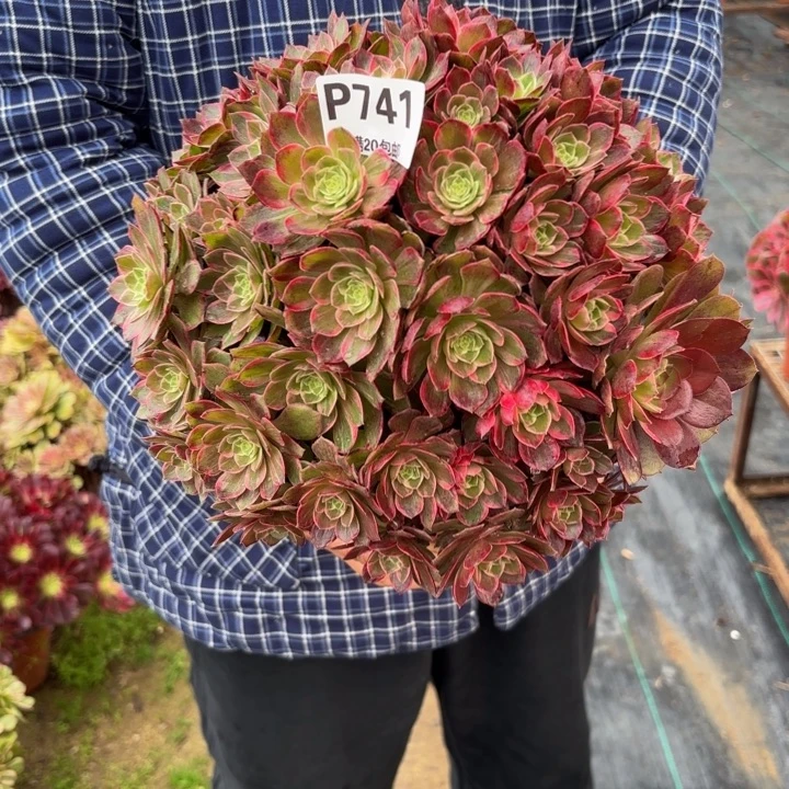 瑞妈，，，。。741万花筒，