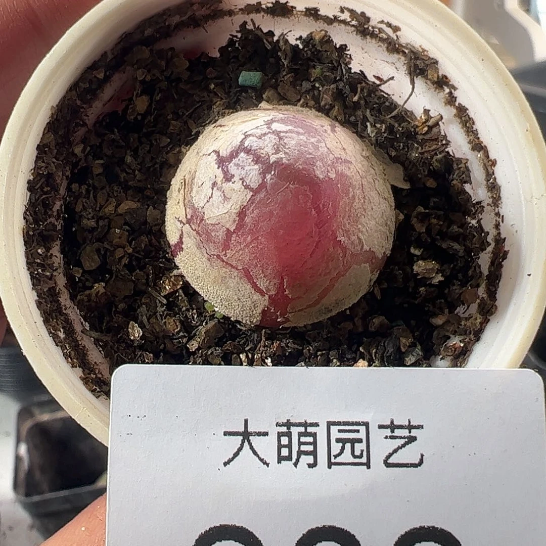 一物一拍带盆土发。 808