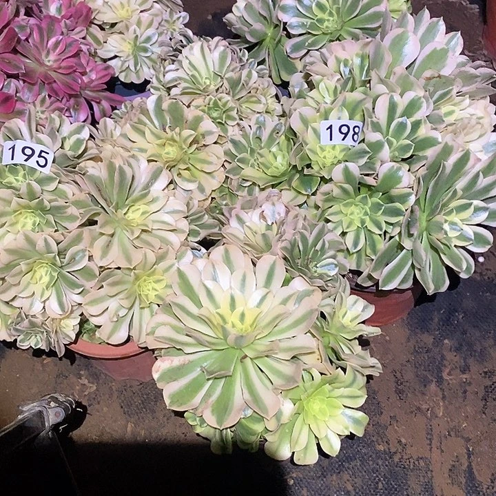 三*多肉植物法师198绿豆沙5颗