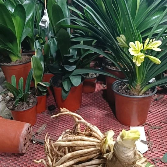 君子兰花根摸头憋群兰
