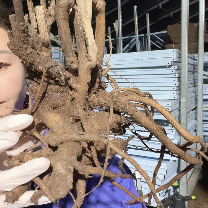 当前无花栽培后可以开花伊藤混苗