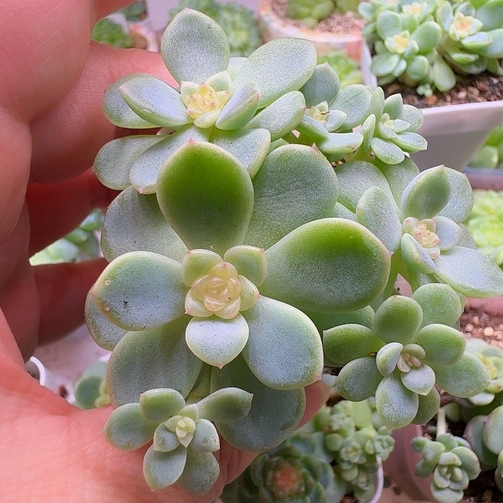 玉米专拍西米露朵朵