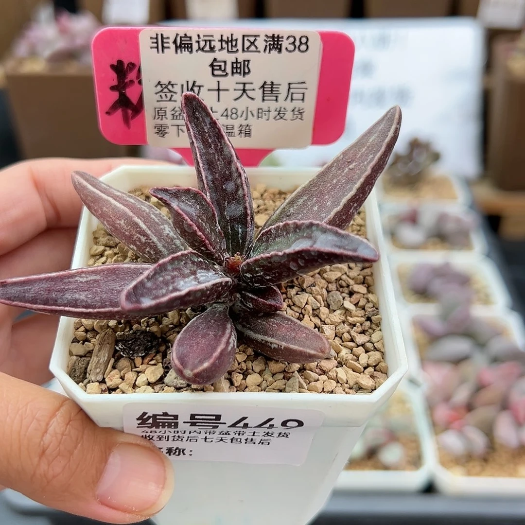 449黑肌愣叶多肉