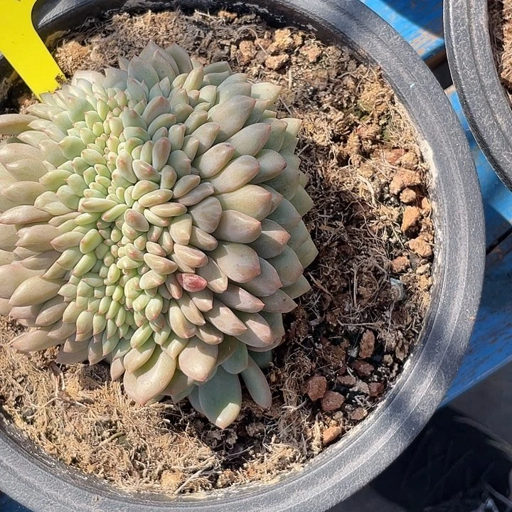 凌雪多肉植物缀化64