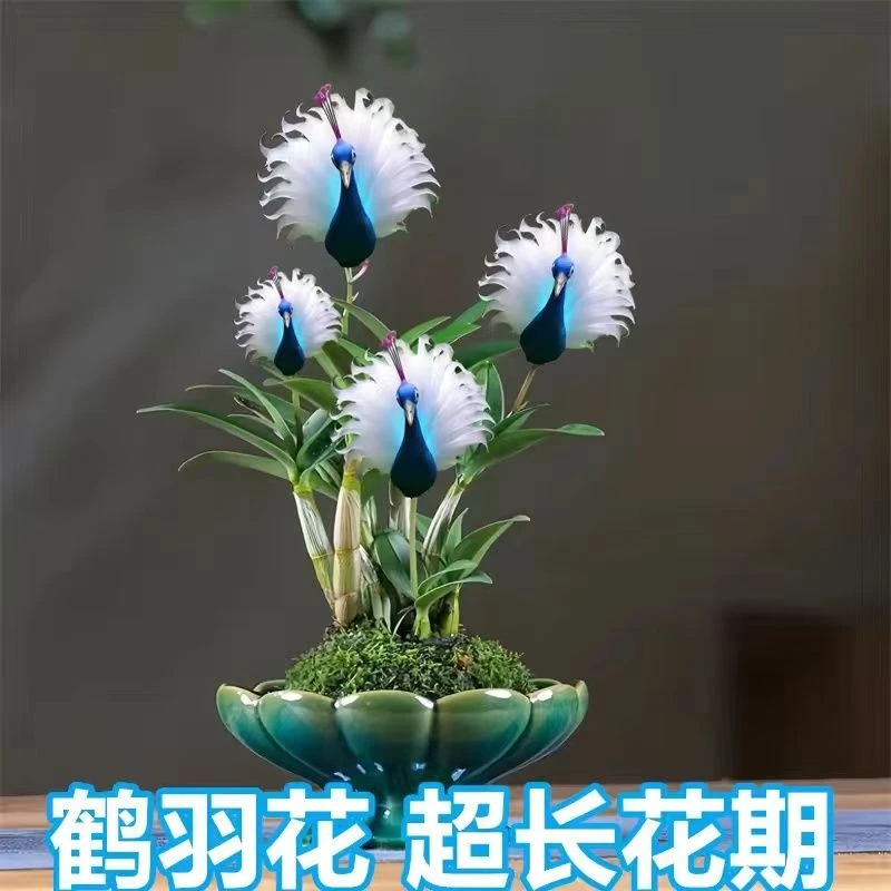 爆款热卖鹤羽兰满屋香浓香新款盘栽外形可爱清香芬芳除甲醛花卉好