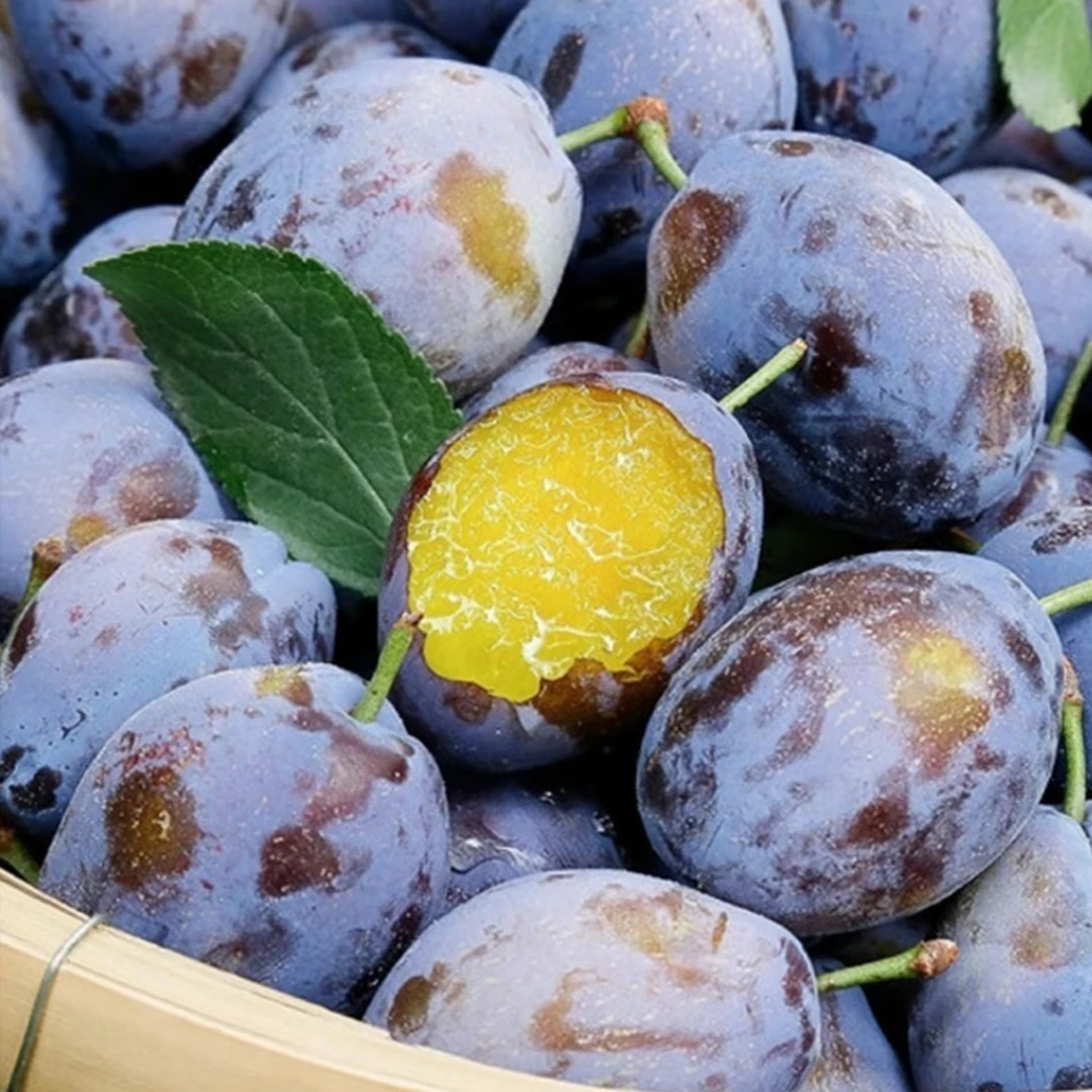 新鲜现摘多汁西梅水果应季现货5斤正宗蓝蜜李子法兰西