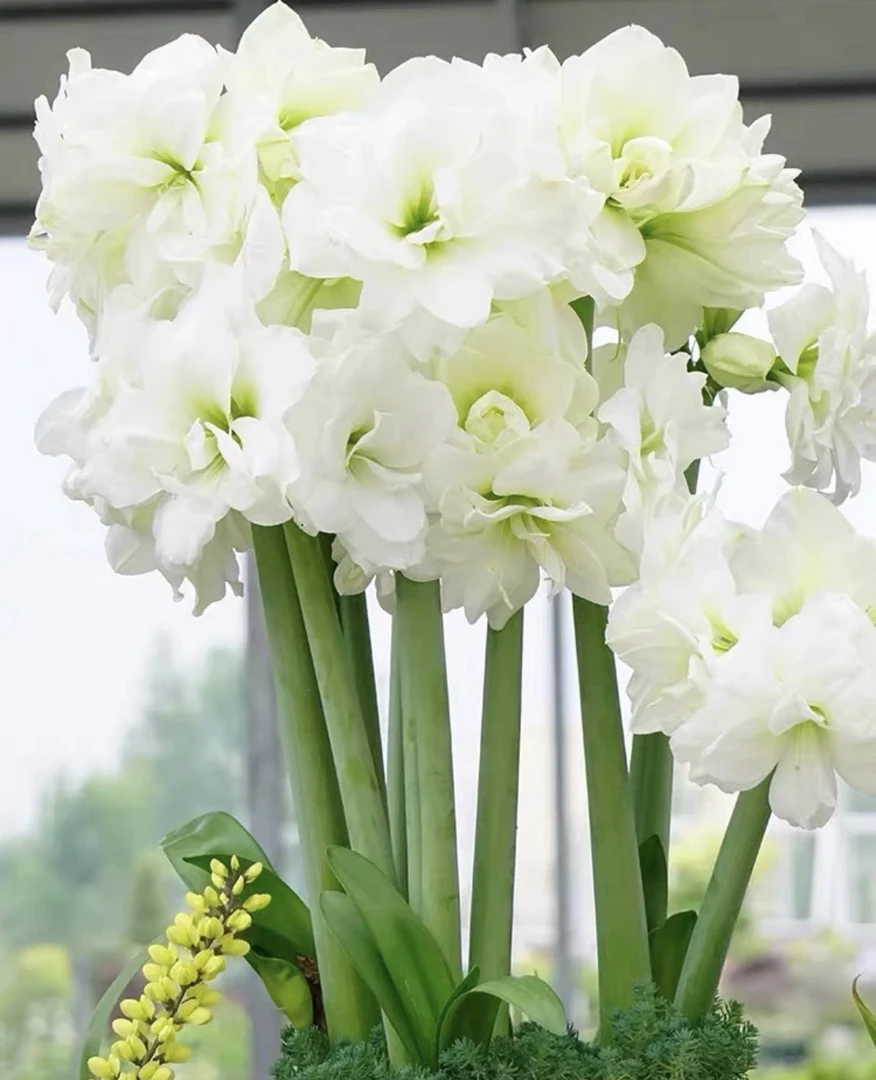 朱顶红 阿弗雷 新手入门皮实好养多年生室内外花卉