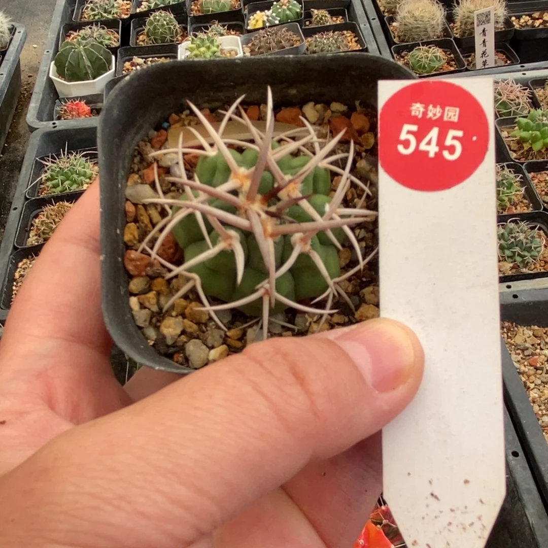 实生狂粗刺碧岩玉一颗