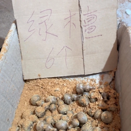 非洲紫檀（红花梨）