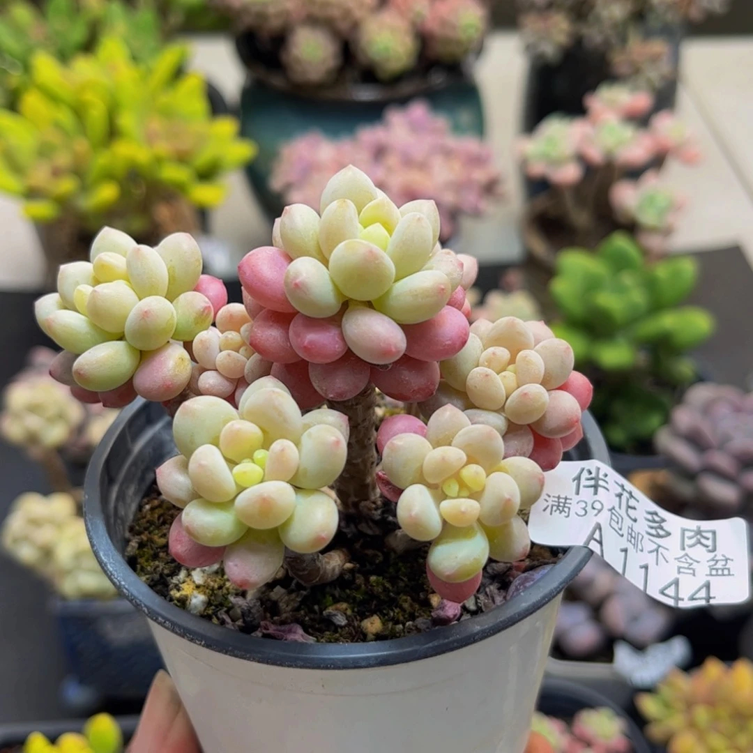 1144鱼子酱6cm多肉