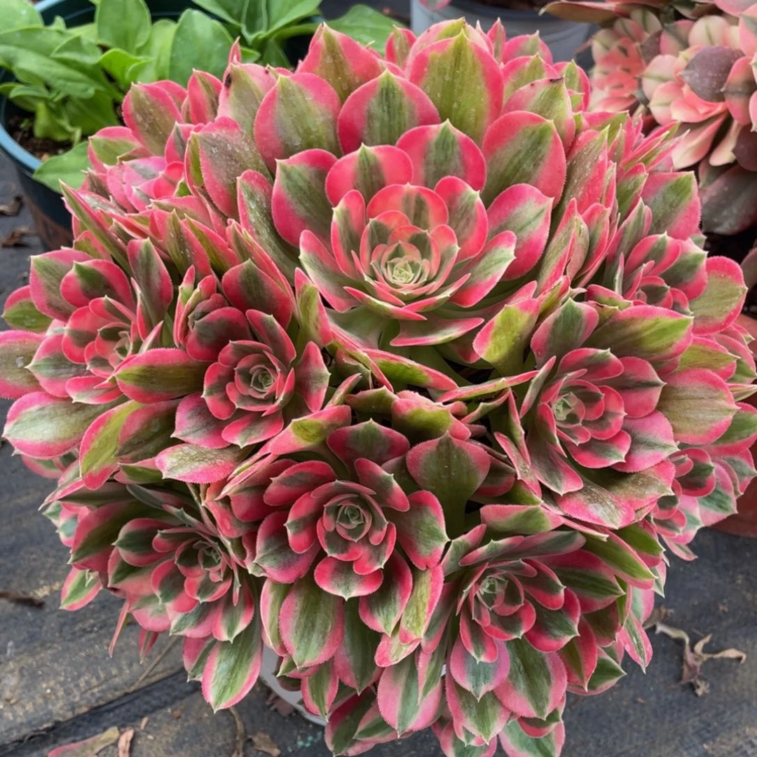 830粉女郎精品法师多肉