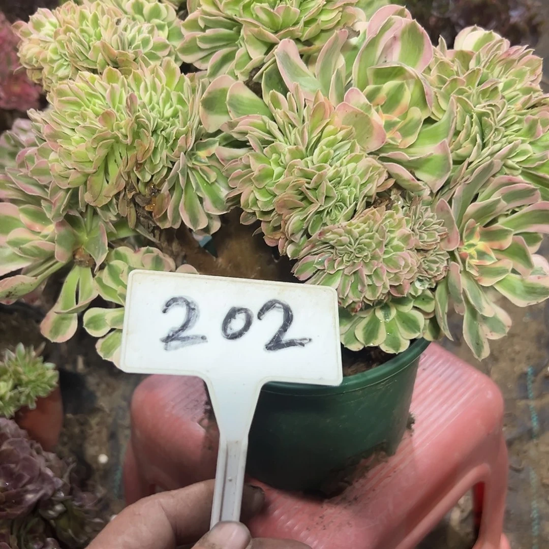 ****.多肉植物粉女巫缀花202