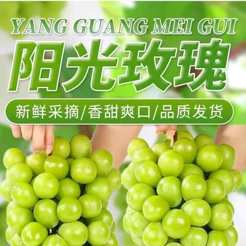 阳光玫瑰葡萄当季新鲜水果晴王香印青提现摘现发包邮
