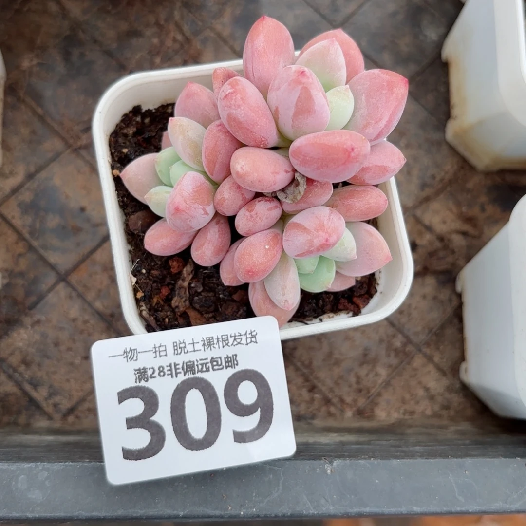 洛神老桩无盆土发货