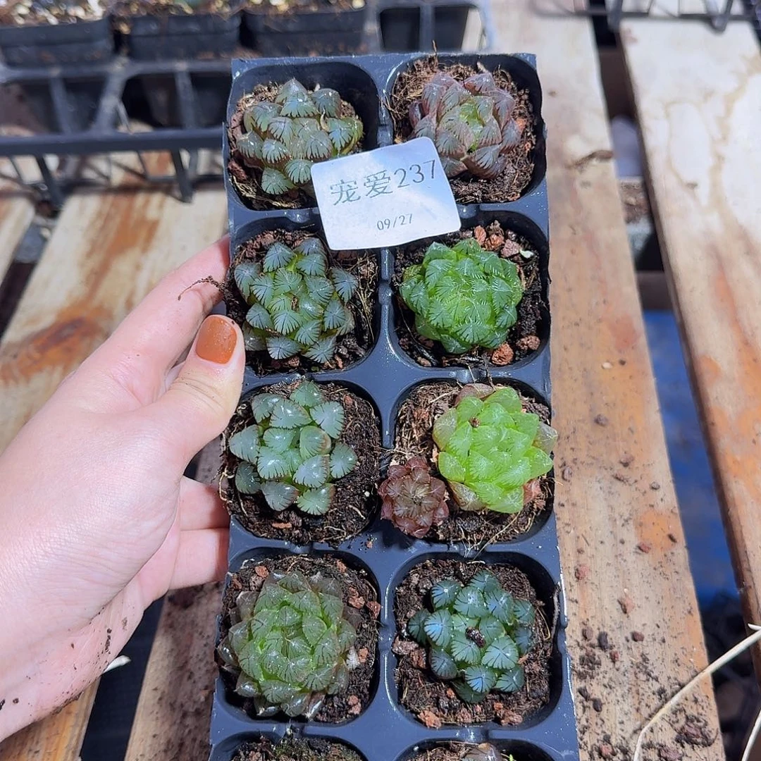 直播福利一物一拍237
