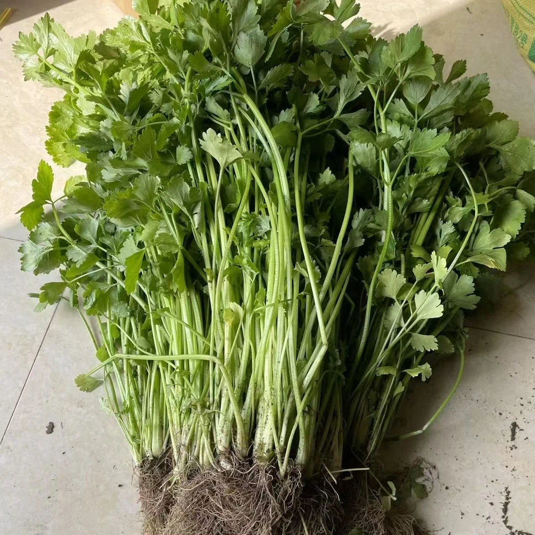 湖南怀化芹菜，香芹露天种植