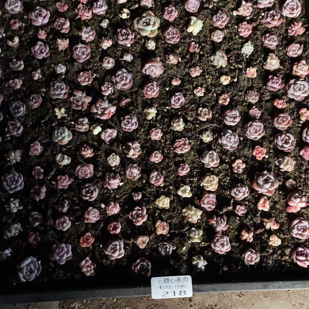 香****云糖心多肉植物218