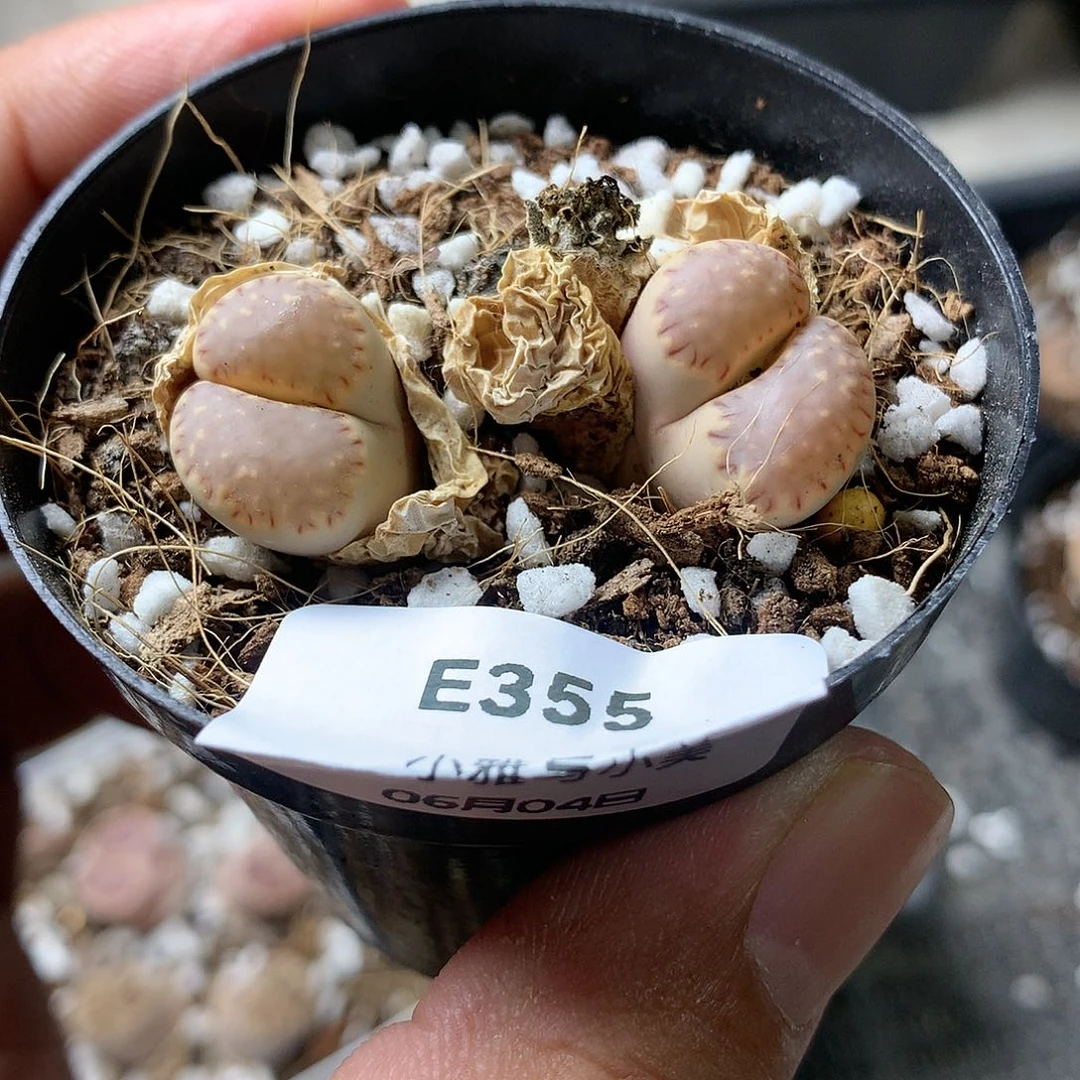 E355多肉植物保护