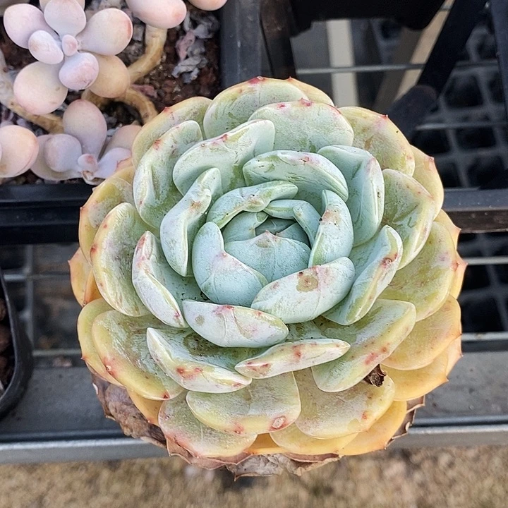 清*老林57@哦就快看看美女们