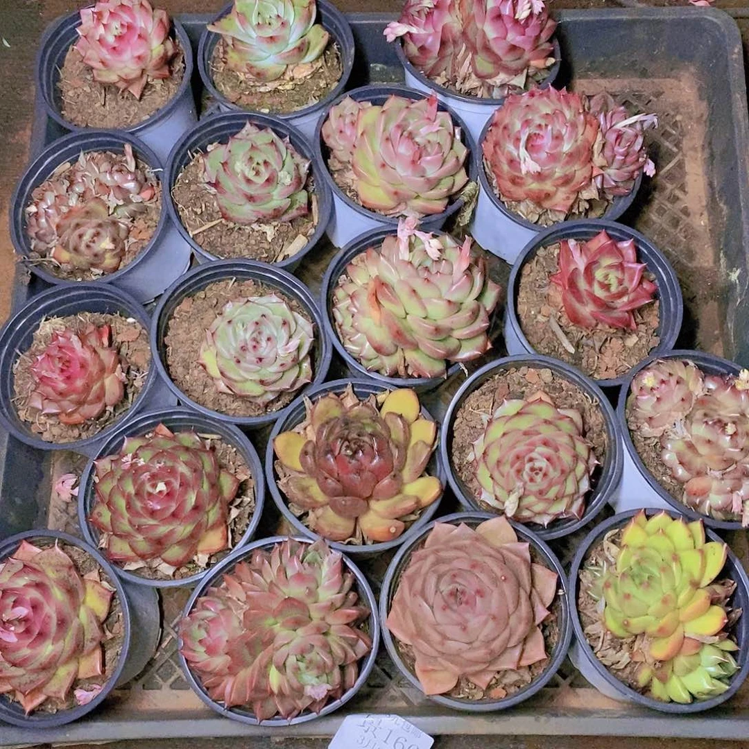 【闪购商品】云166