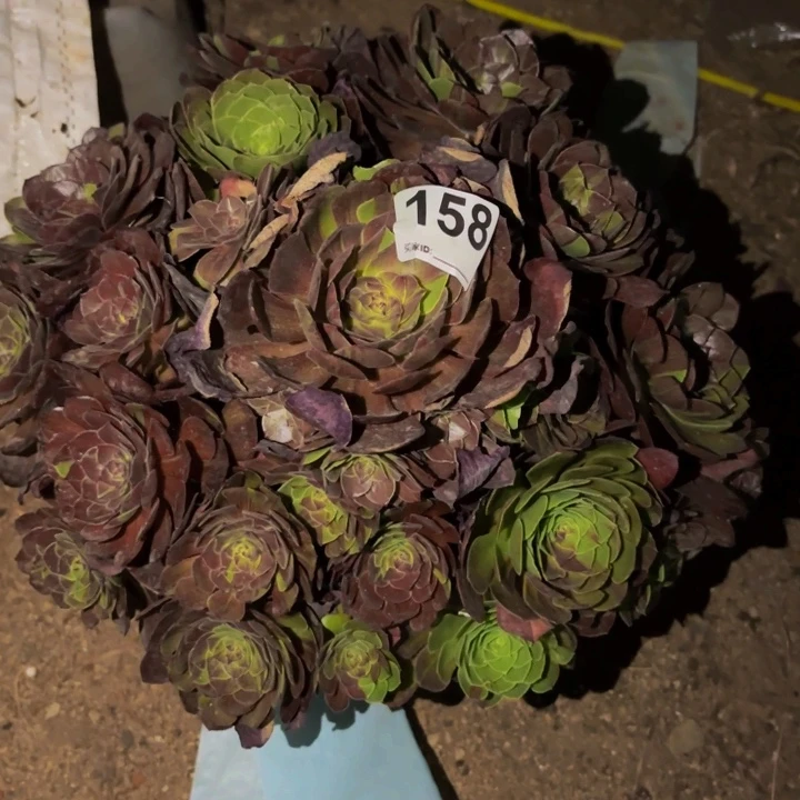 158花花公子多肉植物