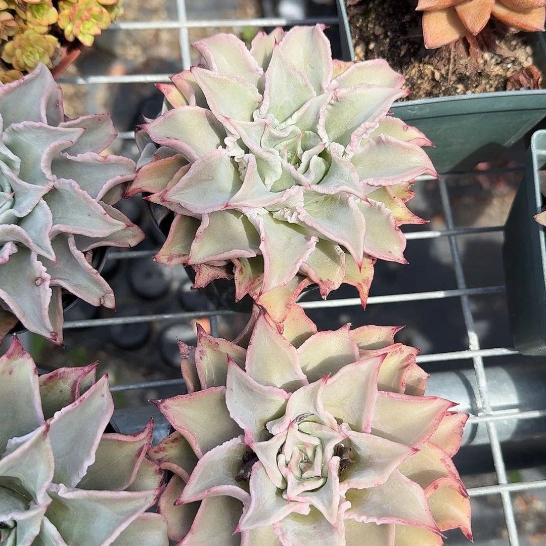 大单头饺子皮多肉植物