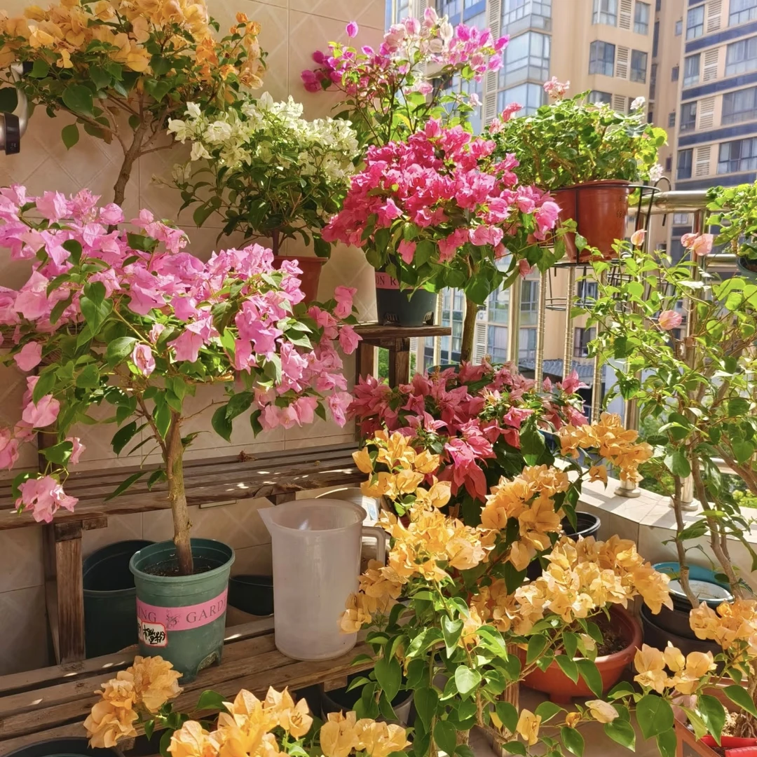 基地直发三角梅爬藤树苗庭院绿植苗名贵木材四季常绿